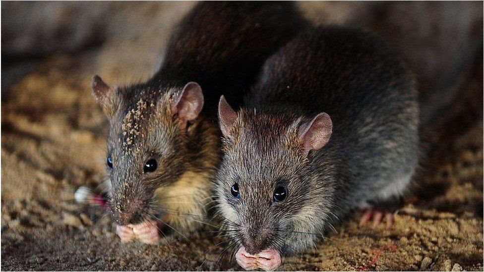 Ratos 'bebem milhares de garrafas de álcool proibido' em estado