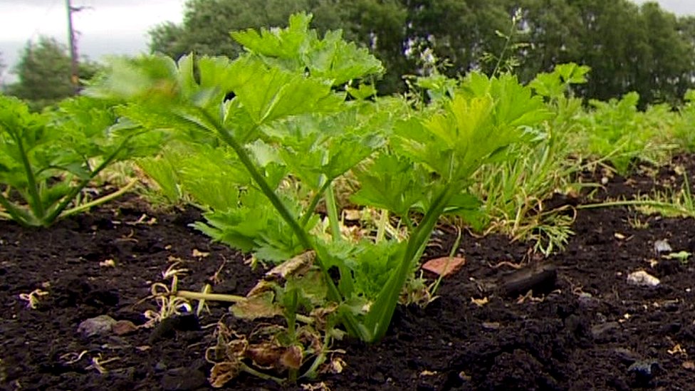 Celery crop aims to prove peat bog's profitability