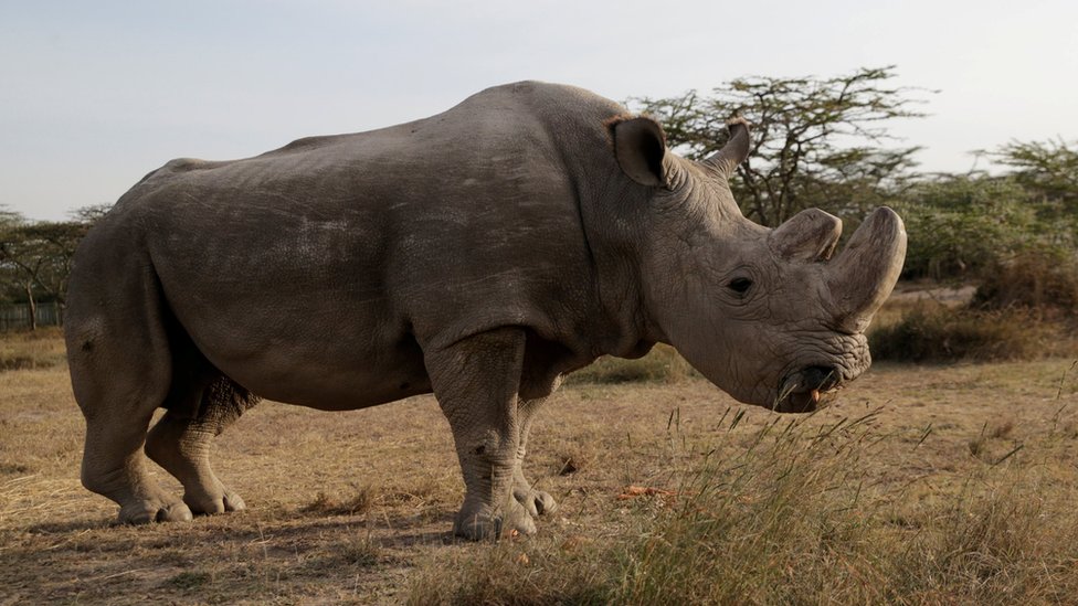Sudán, el último rinoceronte blanco del norte macho.