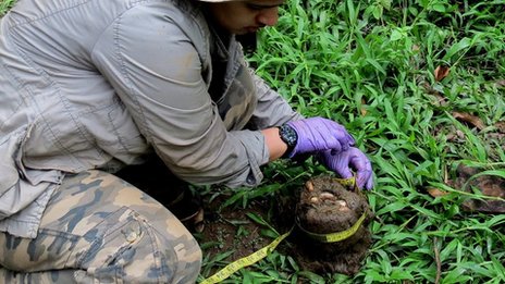 Freeze-dried dung gives clue to Asian elephant stress