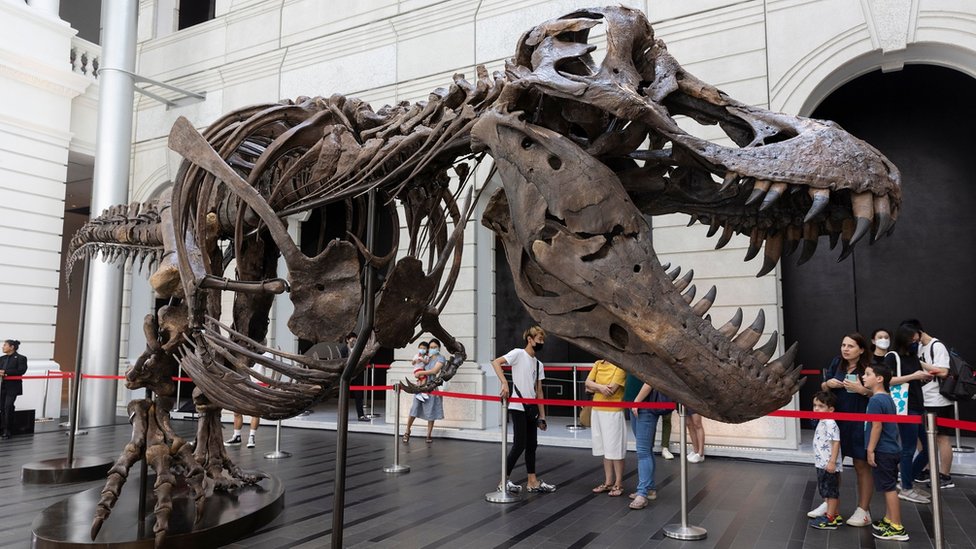 Чужие кости. Скелет тираннозавра, оцененный в 25 млн долларов, сняли с  аукциона - BBC News Русская служба