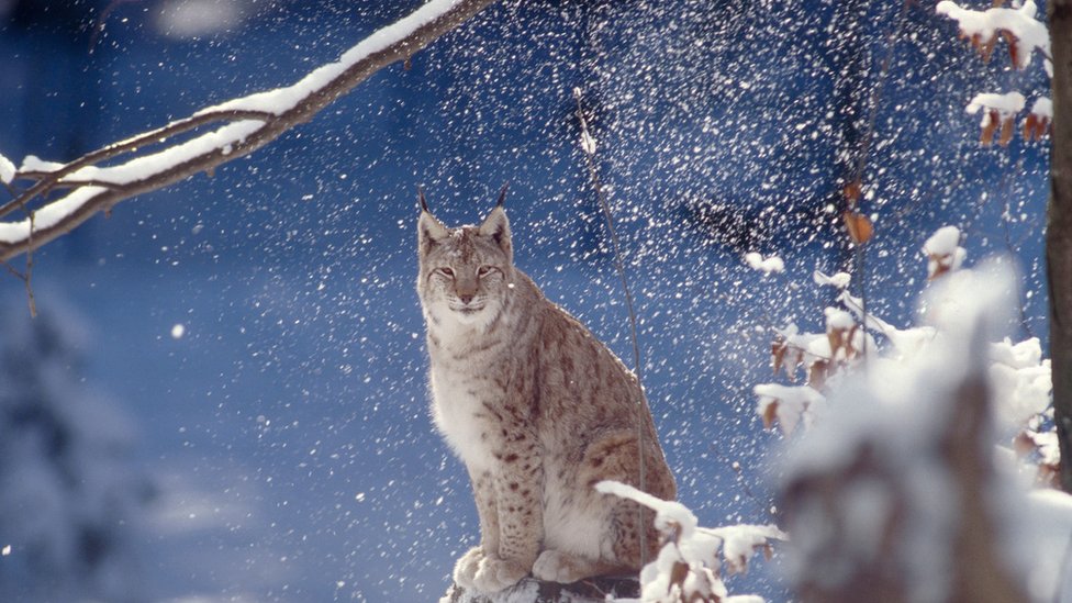 世界新動物記 Amazon | Wild Animals I Have Known | Seton, Ernest Thompson