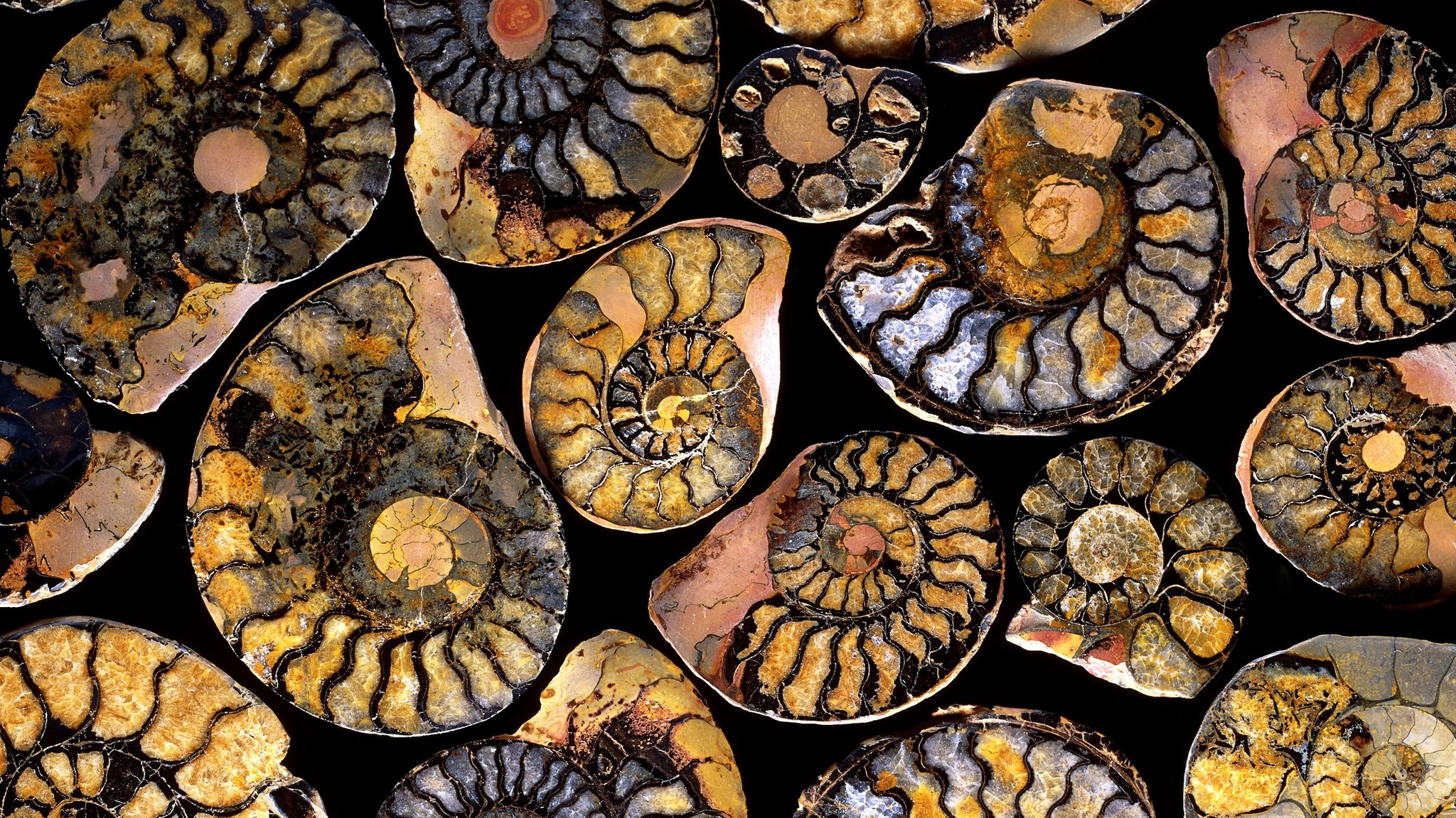 radiocarbon dating 50 years ago element