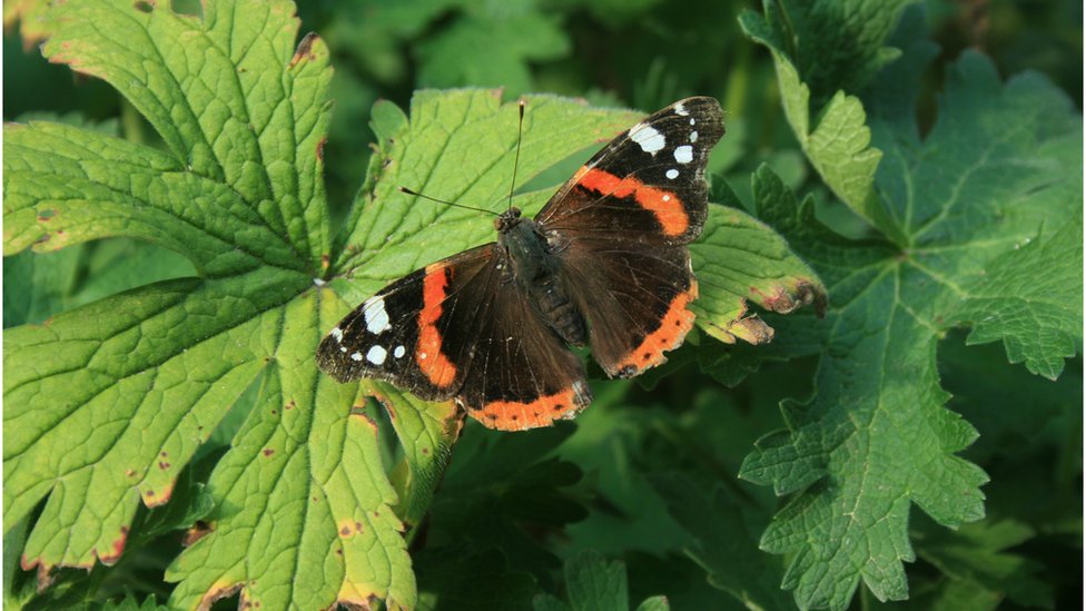 How do you take a butterfly's temperature? CBBC Newsround