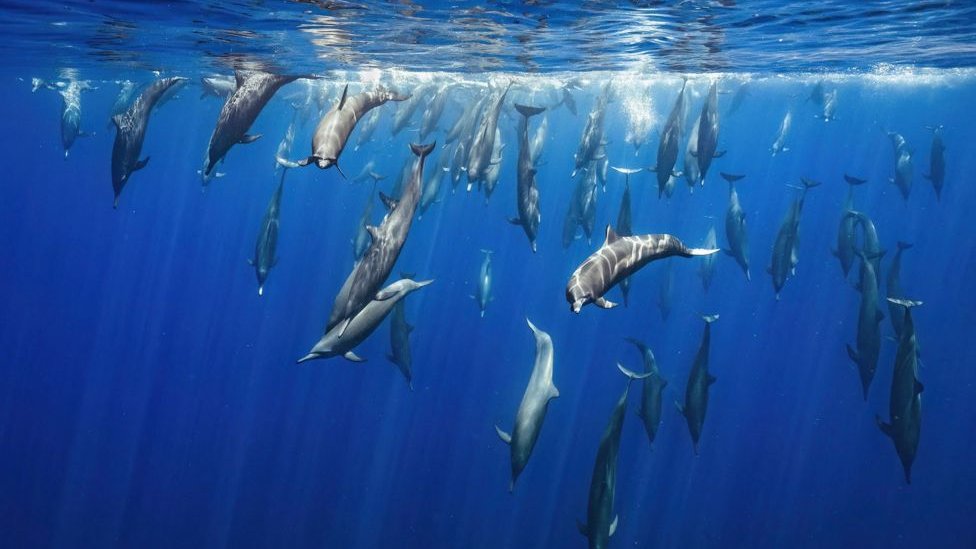 Semiz ayollar bilan jinsiy aloqa qilish