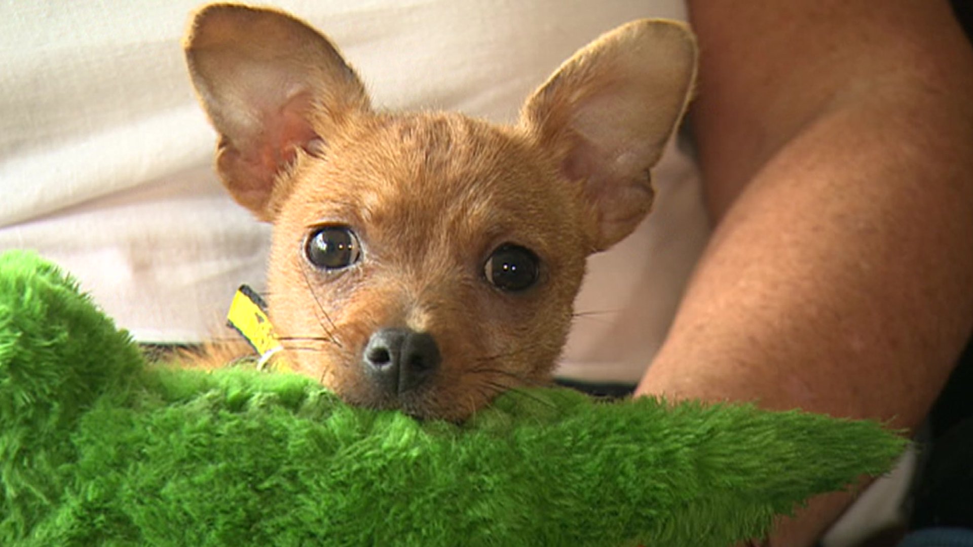 Animal charity say cost of living means people cannot afford pets