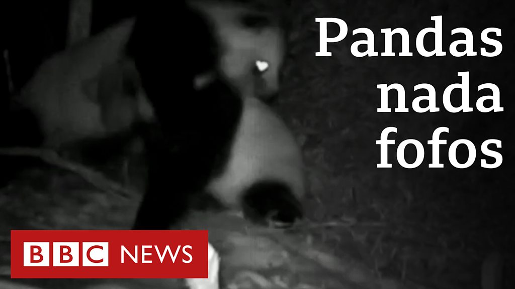 Como os pandas gigantes escaparam da lista de animais ameaçados de extinção  - Ciência - Estado de Minas