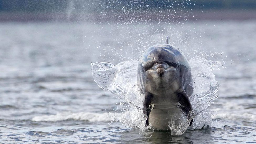 Что мы не знаем о дельфинах? Интервью со спасателем