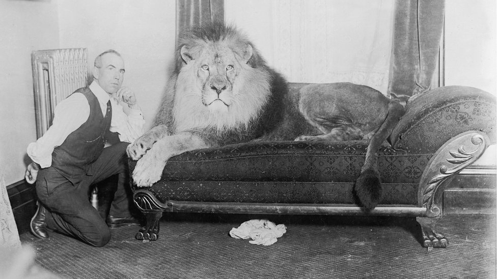 1930s image of lion on a sofa with trainer kneeling beside it