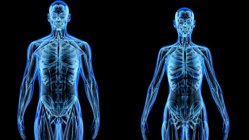 Cuerpo humano: toda la información del esqueleto y un material