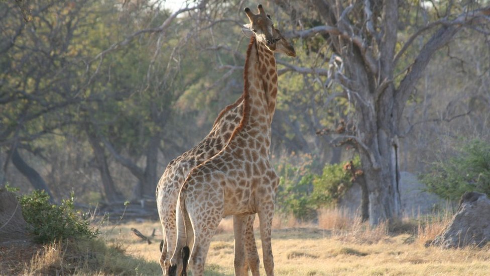 キリンがいなくなる？ IUCNが絶滅危惧種リストに - BBCニュース