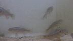 Video image