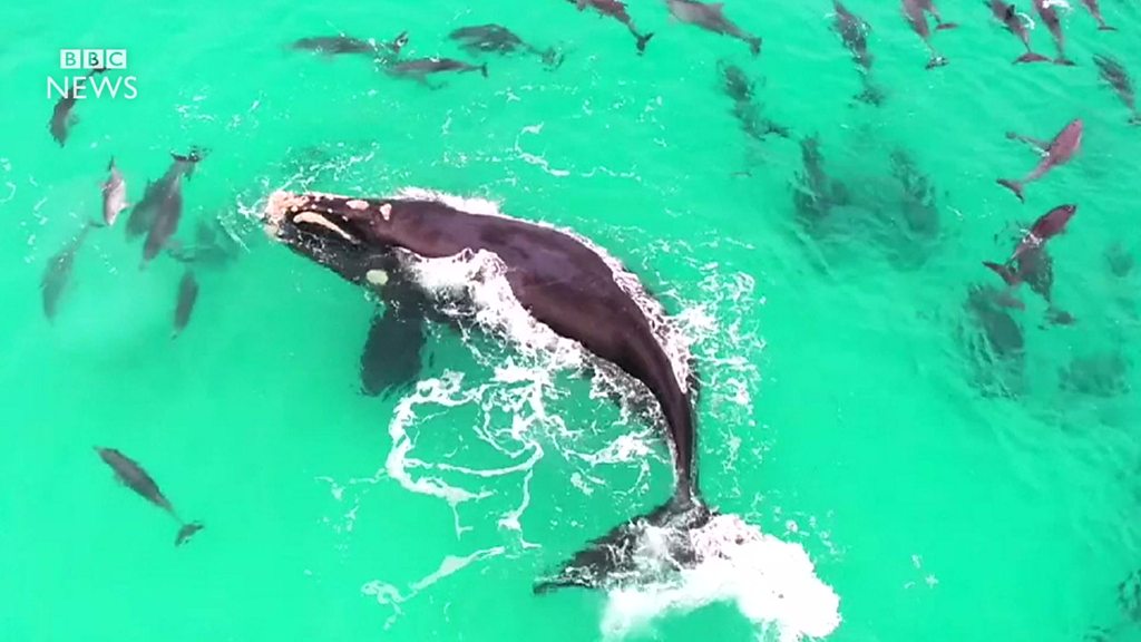 Baleia assassina 'que fala' mostra que as orcas podem aprender a imitar a  linguagem humana, Ciência
