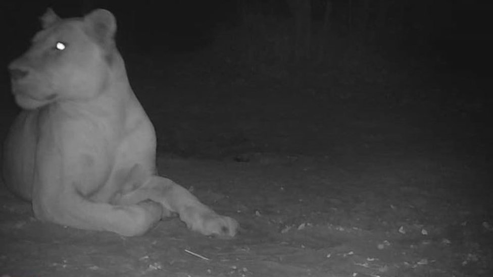 'Extinct' lion spotted in Chad national park