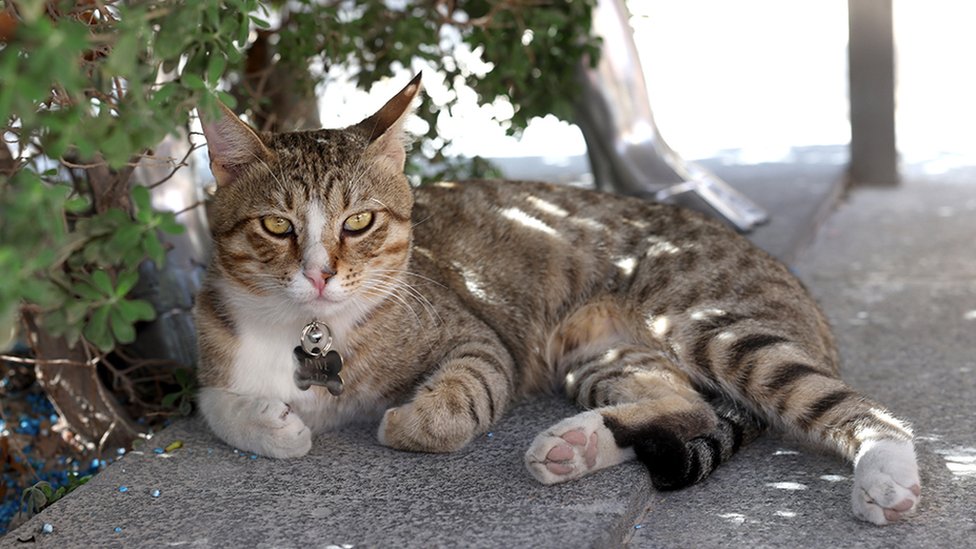 World Cup 2022 Dave the cat coming home with England team CBBC Newsround