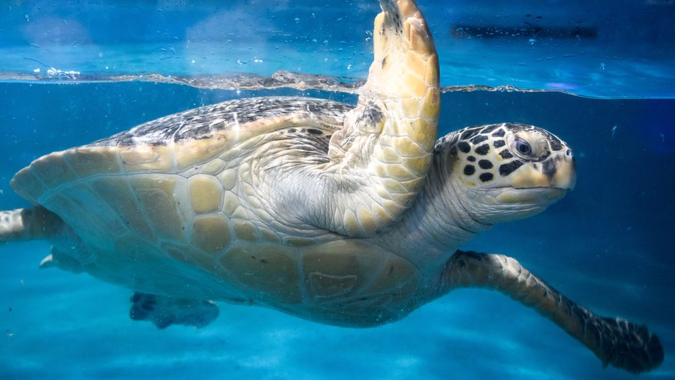 首に刺し傷あるウミガメ30匹超を発見、漁業者が駆除か 沖縄 - BBCニュース