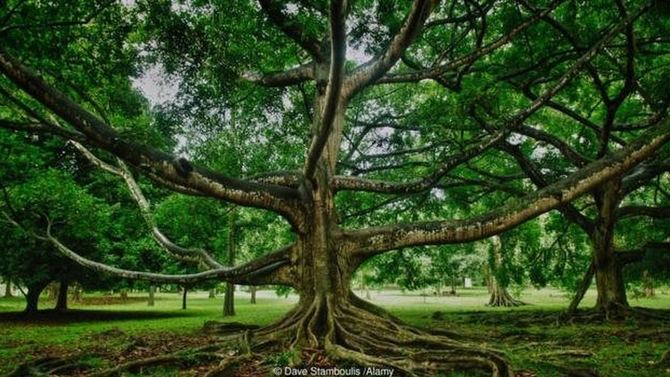 Quebra-cabeça Paisagem Rio Árvores Aves Flores Natureza, Idade 6