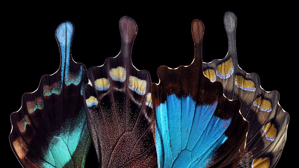 alas de mariposas
