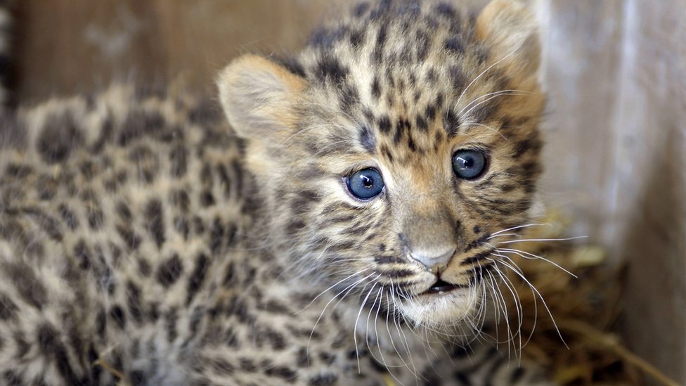 What is biodiversity and how can we protect it?