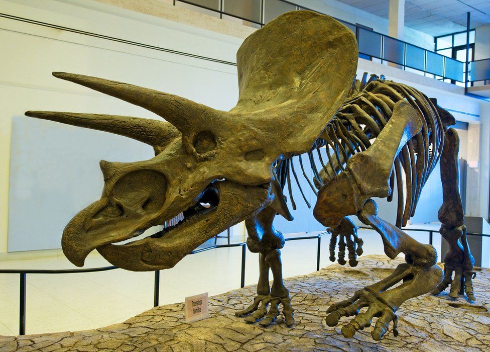 El Triceratops con cuernos es un clásico ejemplo de ornitisquio. Triceratops