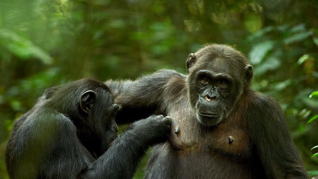 Qalin xoroz bir qattiq eshak porno Qiz dosti-on-qiz jinsiy aloqa lesbian porno onlayn