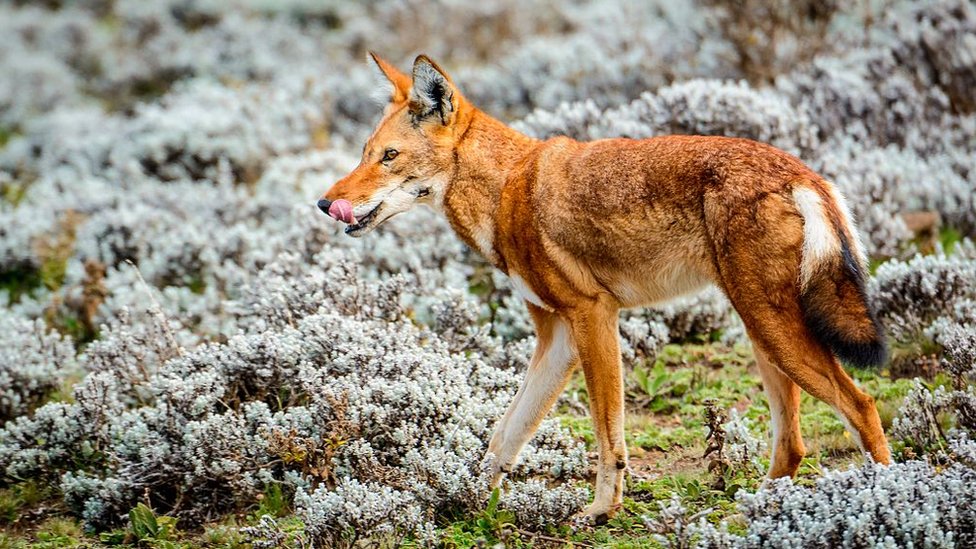 Onlayn porno ogay ona va