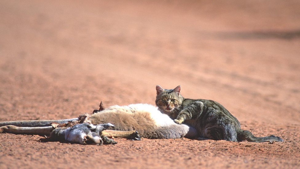 Morre Oliver, gato de Rafa Steinbach, vítima de rara doença