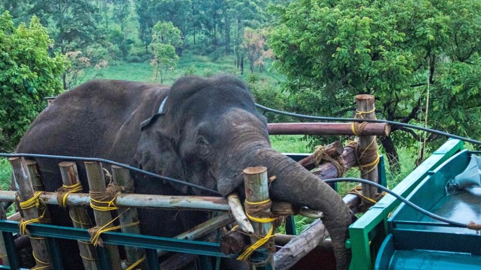 Indian 'killer' elephant relocated to tiger reserve