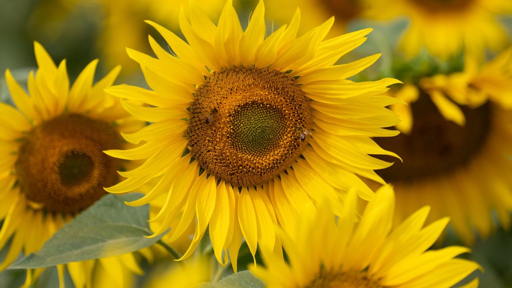  Sunflowers and Nudists [[[[$ Visitors to sunflower fields urged to stop posing naked for ...