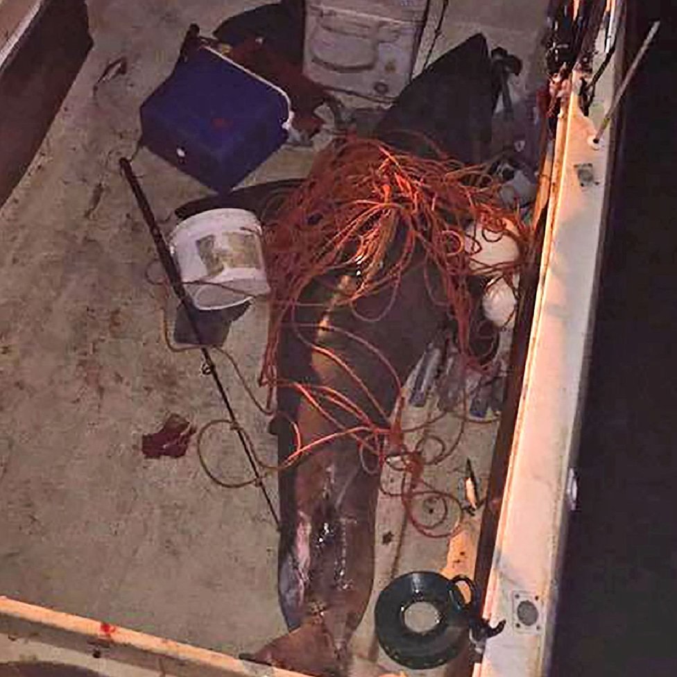 Hiu itu berukuran 2,7 meter, dan berat sekitar 200 kg.