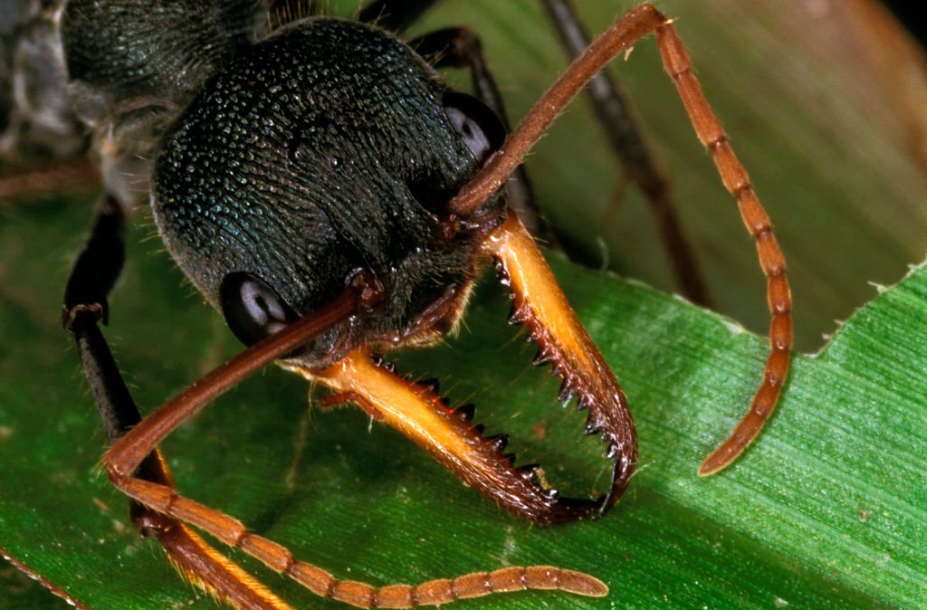 Qattiq jinsiy aloqa analingus