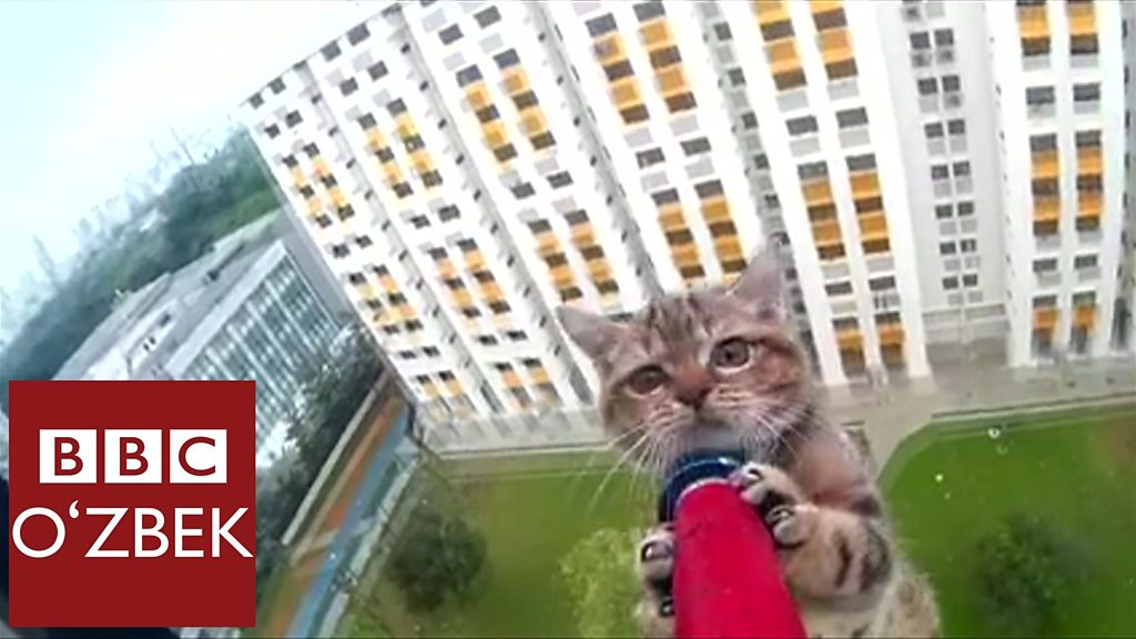 Prostokvashinoga asoslangan pornografik rasmlar