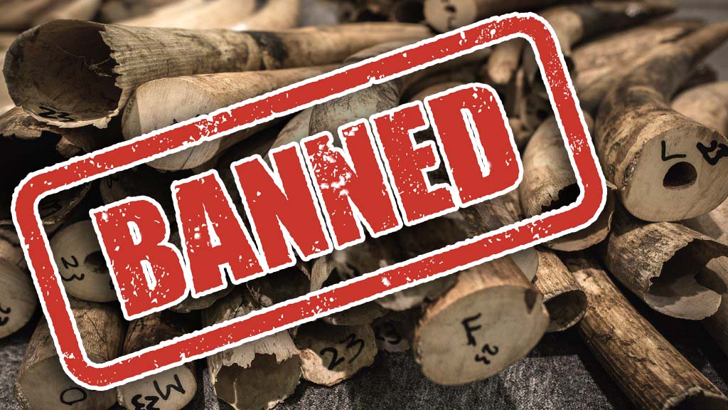 UK ivory ban Elephants protected as new rules law CBBC Newsround