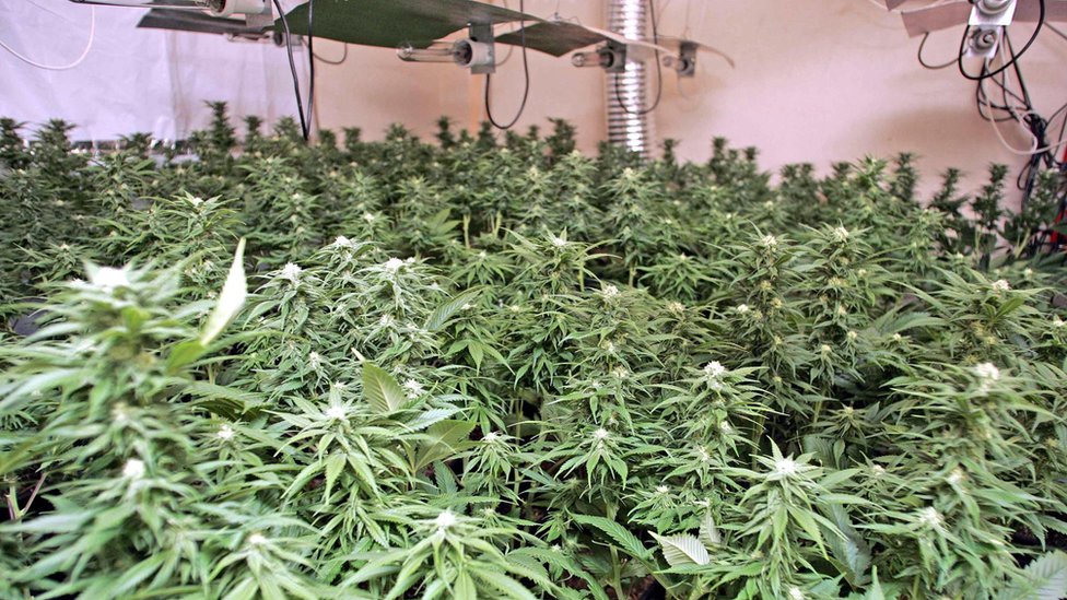 Cultivo de cannabis en Reino Unido.