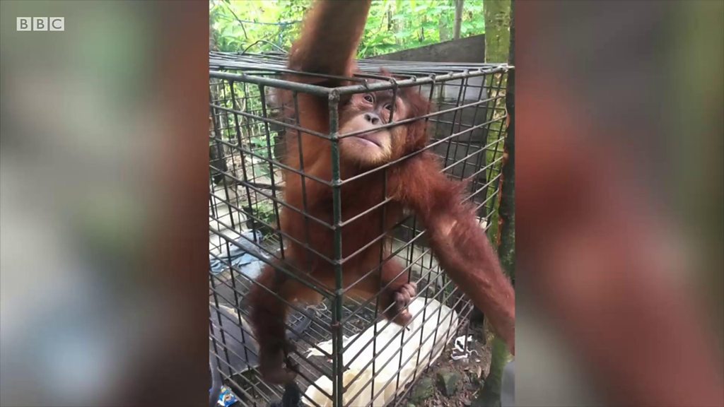 ペットとして飼われていたオランウータン、救出後も苦難が