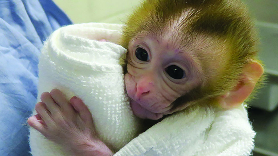 patrón Despertar golpear Baby Grady, el pequeño mono que podría ayudar a los niños con cáncer a ser  fértiles cuando sean adultos - BBC News Mundo