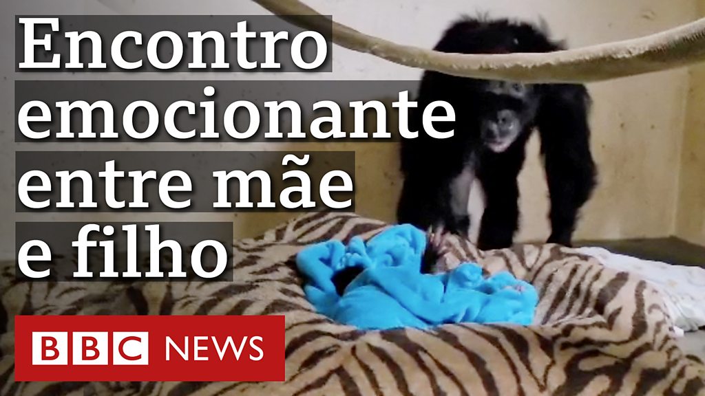 Quem é mais inteligente: uma criança ou um chimpanzé? - BBC News