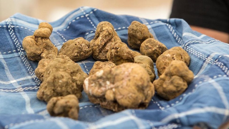 Rahasia di balik jamur truffle putih tersohor dari Italia