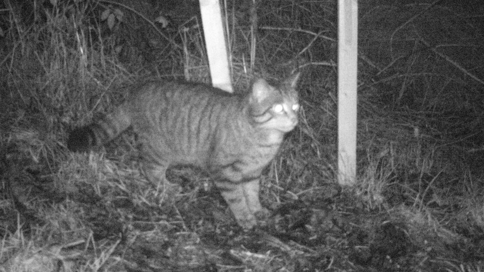 _87952171_posswildcatdingwall.jpg