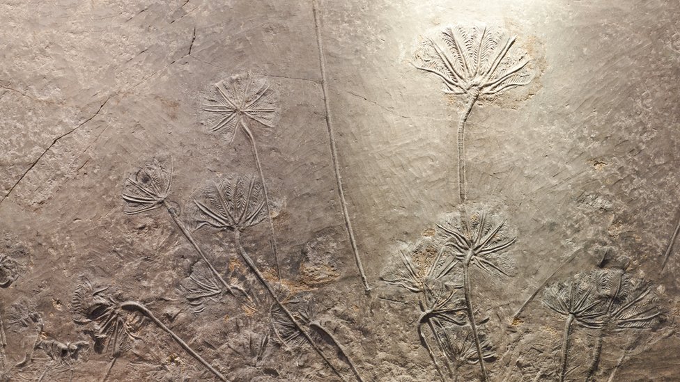 Un fósil de una planta