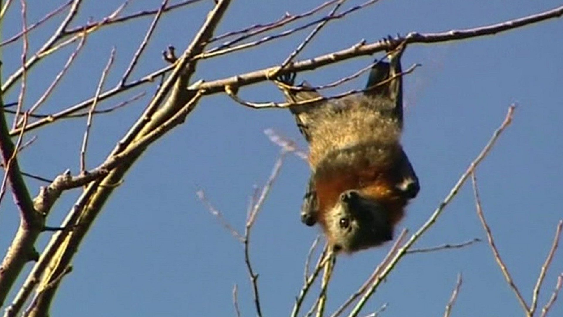 'State of Emergency' in Australian town overrun by bats CBBC Newsround