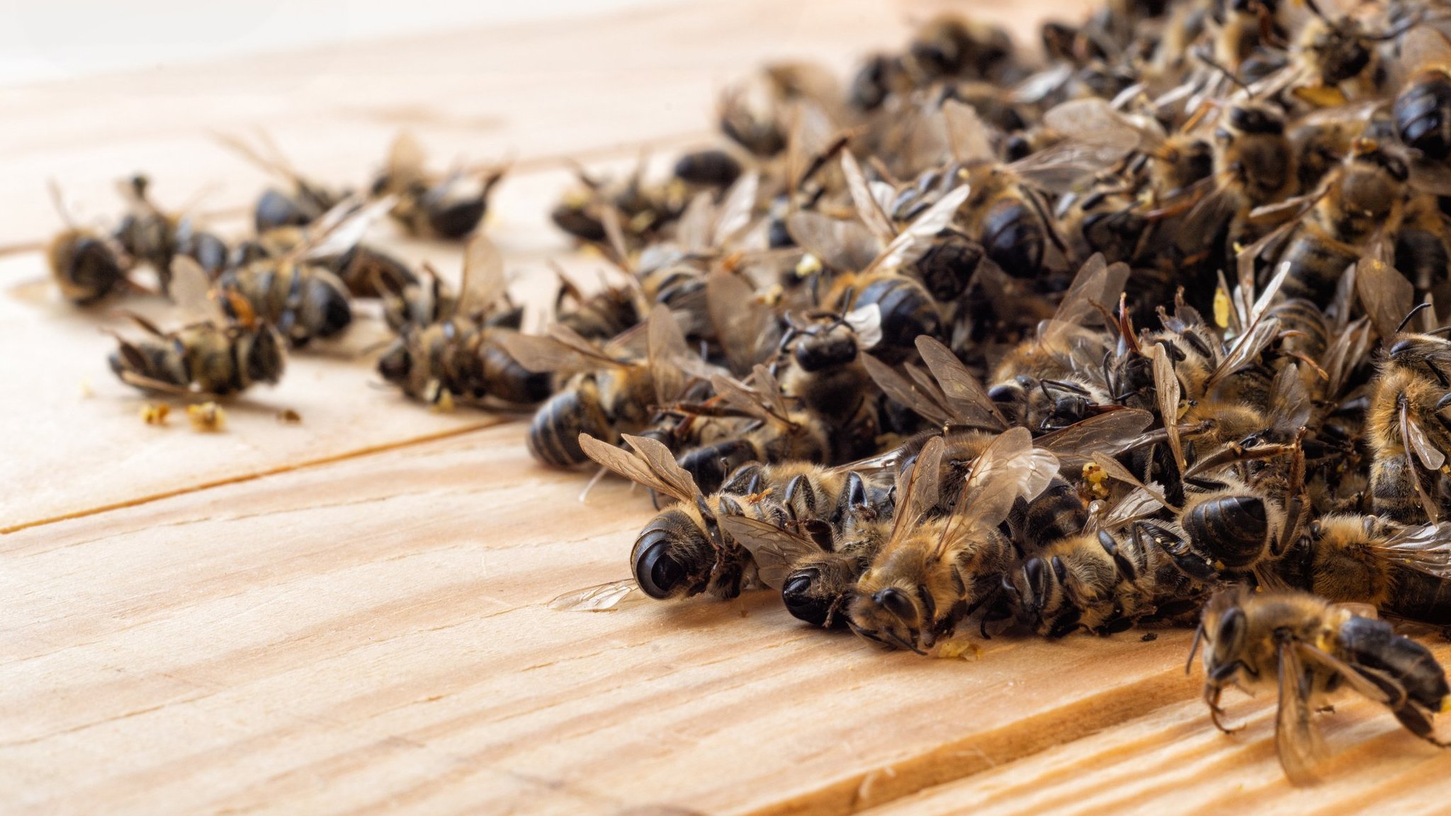 O que é apicultura? Entenda o significado e importância dessa