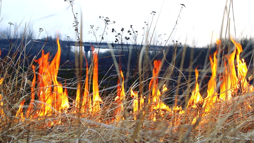 Чому суху траву не варто палити та як це впливає на природу - BBC News  Україна