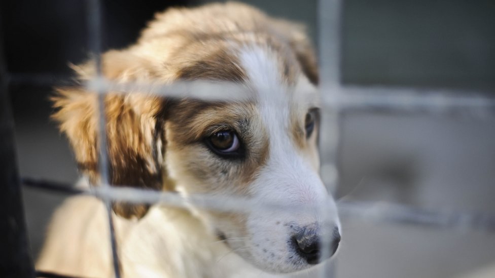 One in four new dog owners may have purchased their dog