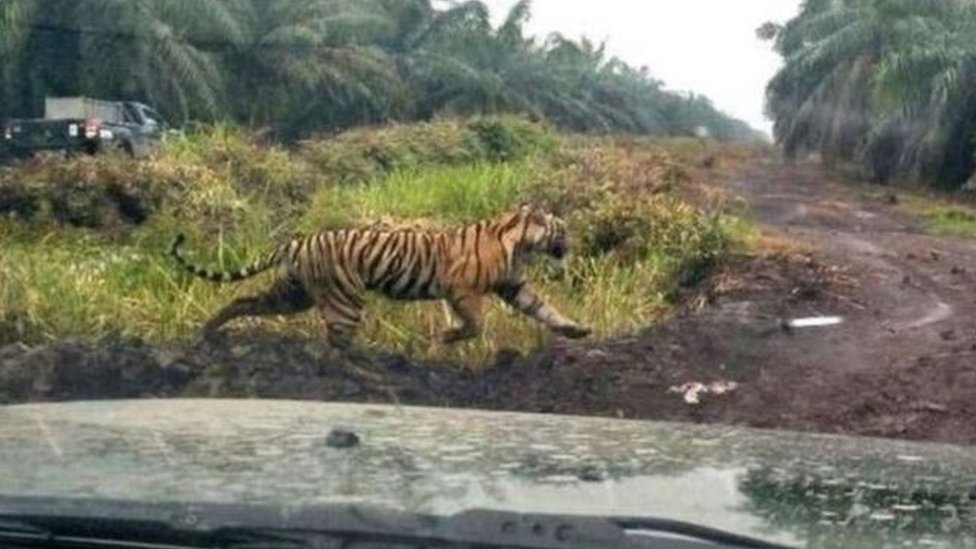 Harimau Bonita yang menewaskan dua orang di Riau dievakuasi