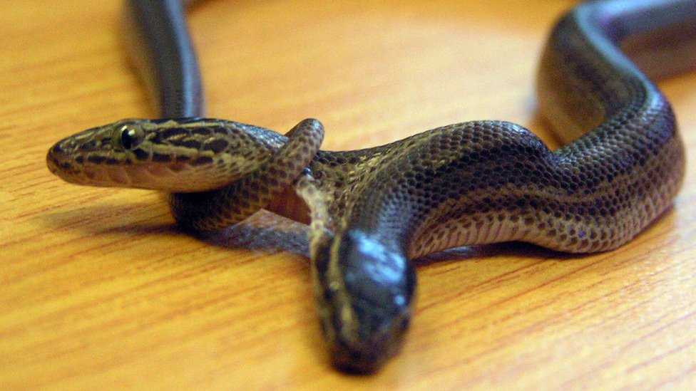 Serpent à Plusieurs Têtes Le Serpent à Deux Têtes Secouez, Ou Le — free download