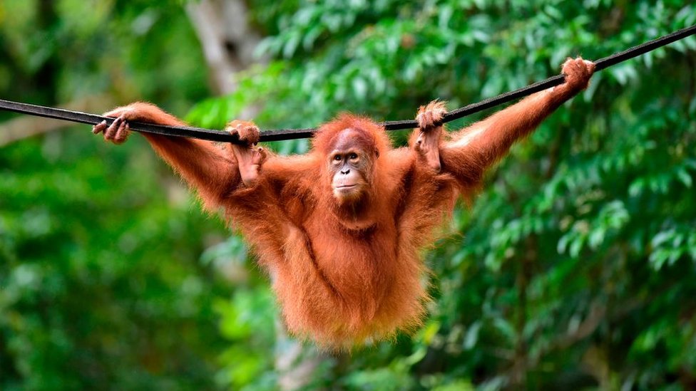 Orangutans use 'slang' just like humans do! - CBBC Newsround