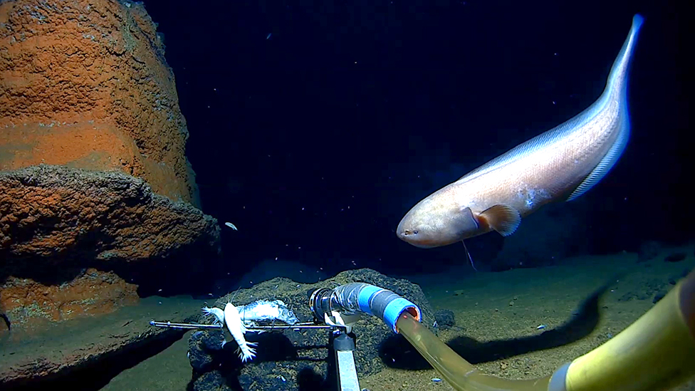 Una carrera para regresar a la fosa más profunda del océano