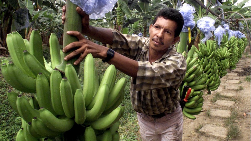 Plantación bananera