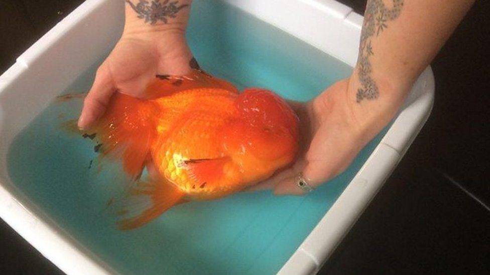 Fishery owner says his 'giant' goldfish is nearly a foot long